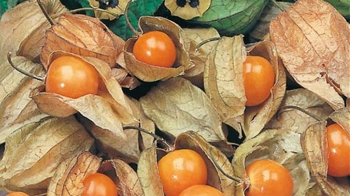 Manfaat Kesehatan Buah Ciplukan, Tangkal Kanker sampai Epilepsi - Cantik Tempo.co
